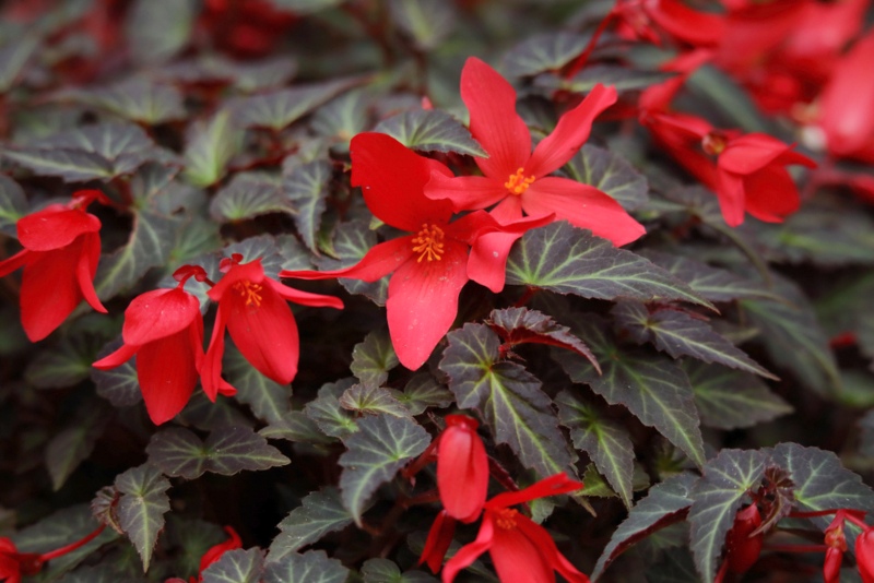 Boliviensis-Begonias