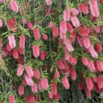 Bottlebrush-shrub