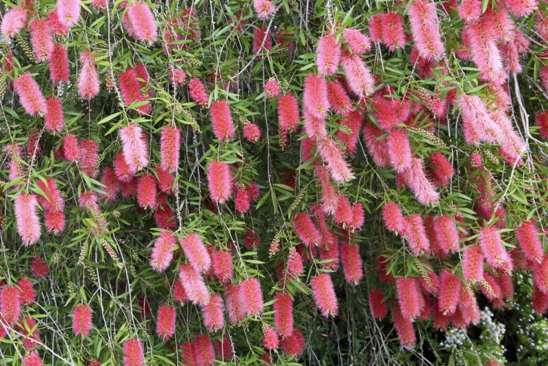 Bottlebrush-shrub