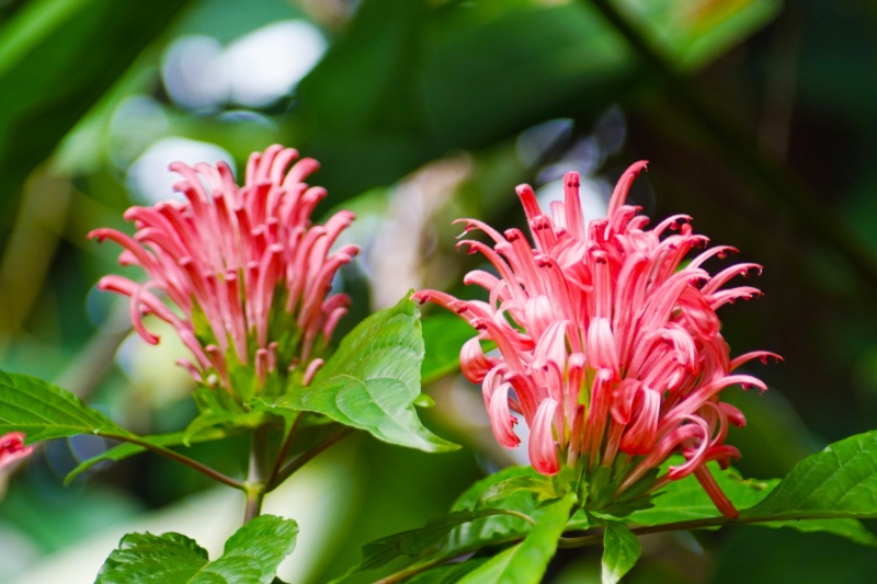 Brazilian-Plume-Flower