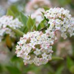 Burkwood-Viburnum