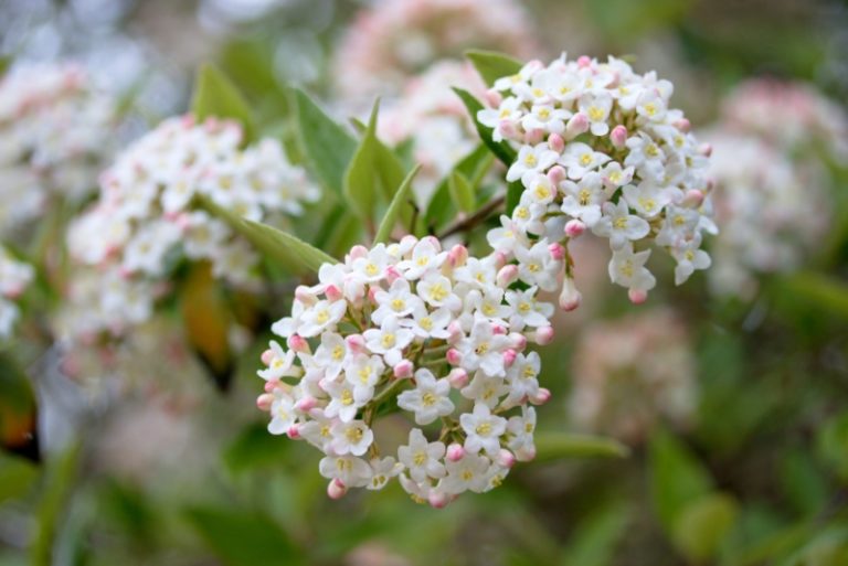 Tips on Growing and Caring for Viburnum Garden Lovers Club