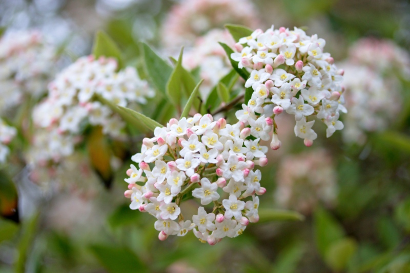 Burkwood-Viburnum