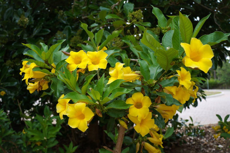 Growing Bush Allamanda (Allamanda schottii) Garden Lovers Club