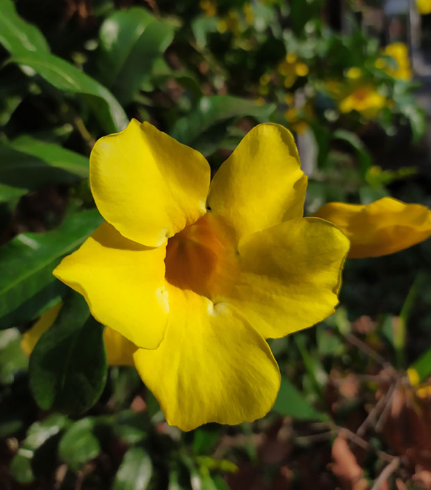 Bush Allamanda Flower