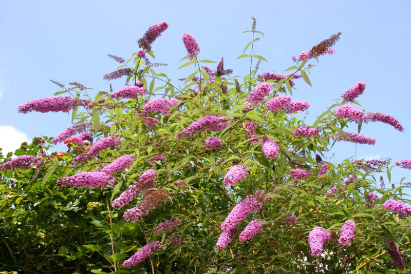 Butterfly-Bush