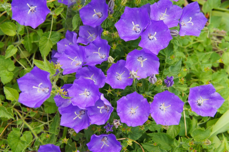 Campanula-(Bellflowers)