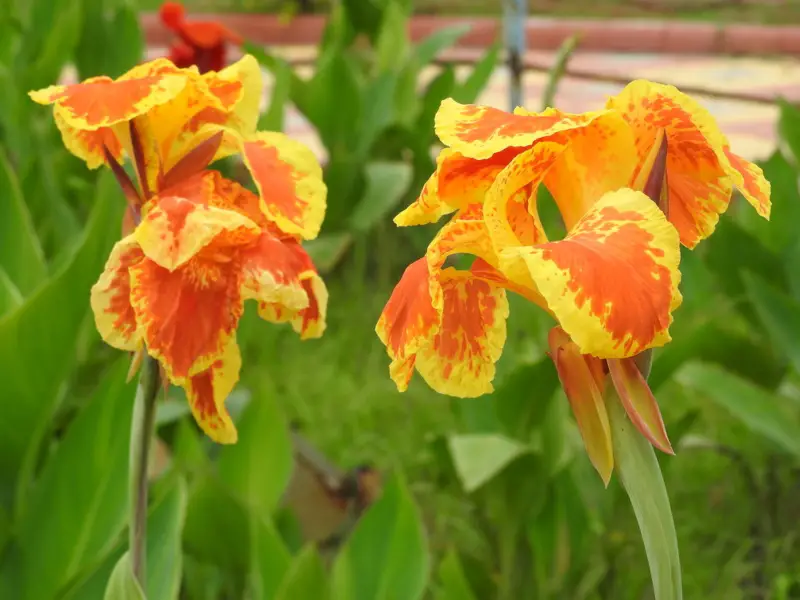 Canna-Lily