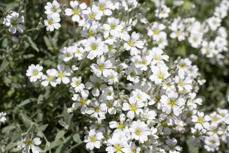 Cerastium-(Snow-in-Summer)