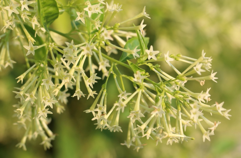 Cestrum-Nocturnum-(Night-Blooming Jasmine)