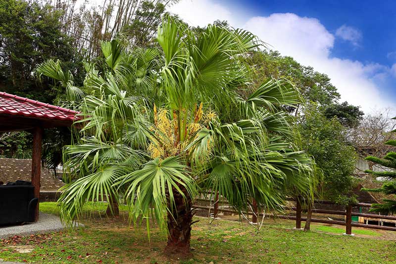 Chinese Fan Palm