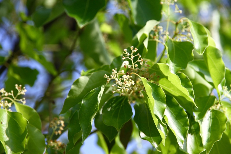 Cinnamomum-leaved-Viburnum-(Cinnamomum-camphora)