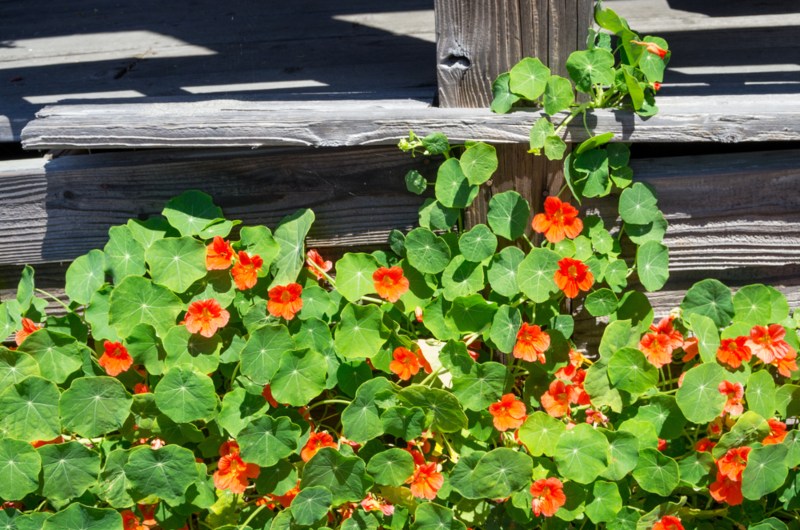 Climbing-Nasturtium