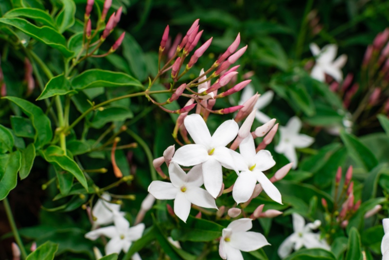 Common-jasmine-(Jasminum-officinale)