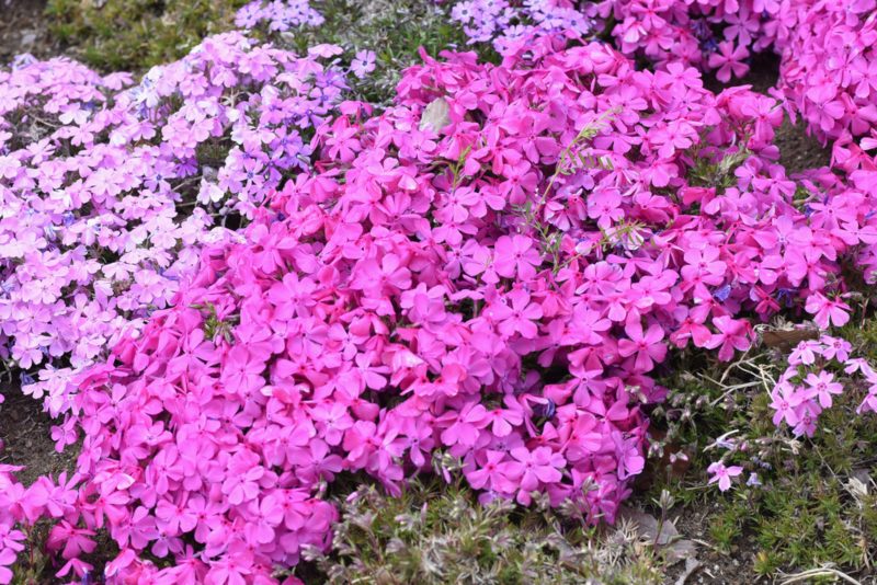 Creeping-phlox