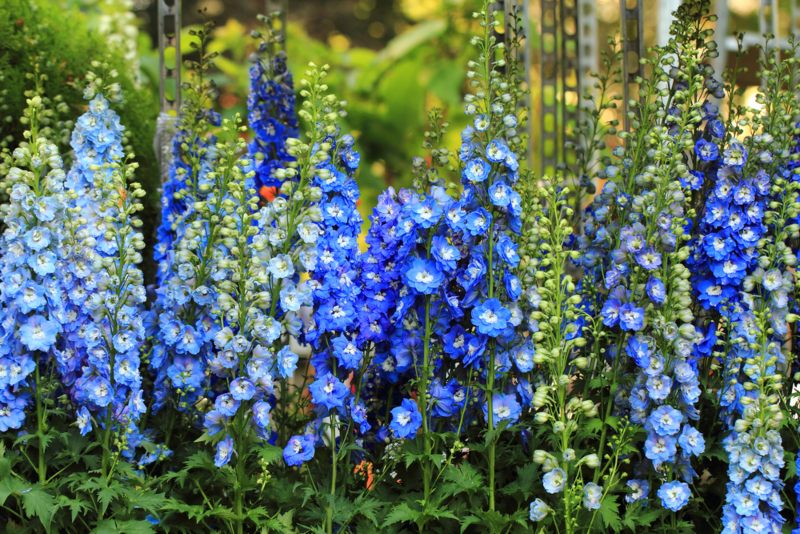 Delphinium-(Larkspur)