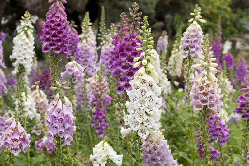 Digitalis-(Foxglove)