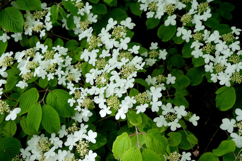 Doublefile-viburnum-(Viburnum-plicatum-var.-tomentosum)