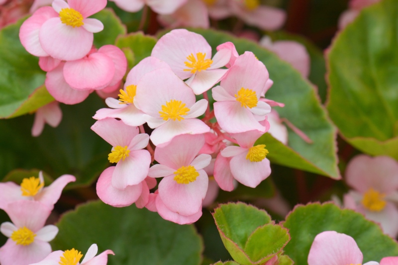 Dragon-wing-Begonias