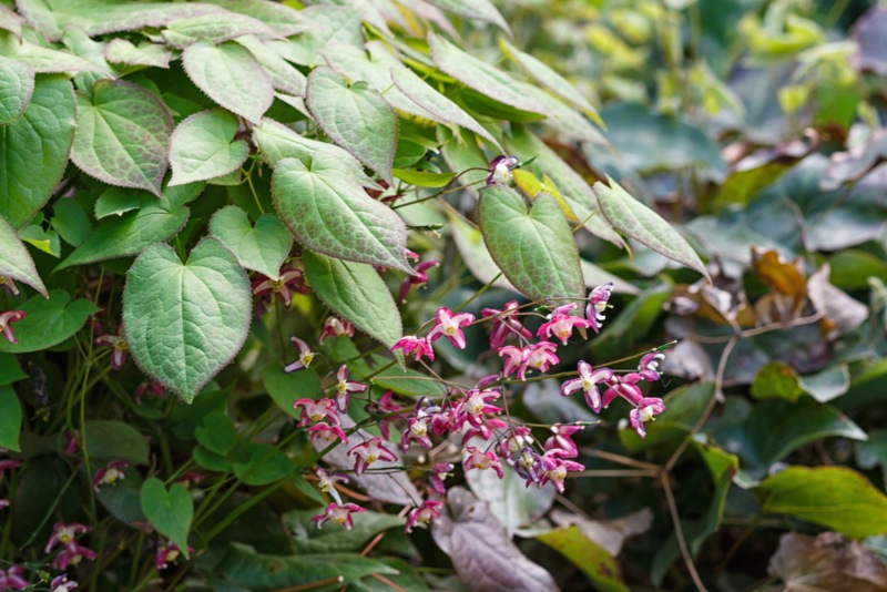 Epimedium-(Barrenwort)