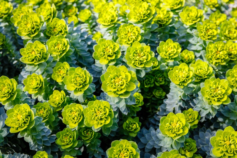 Euphorbia-(Spurge)