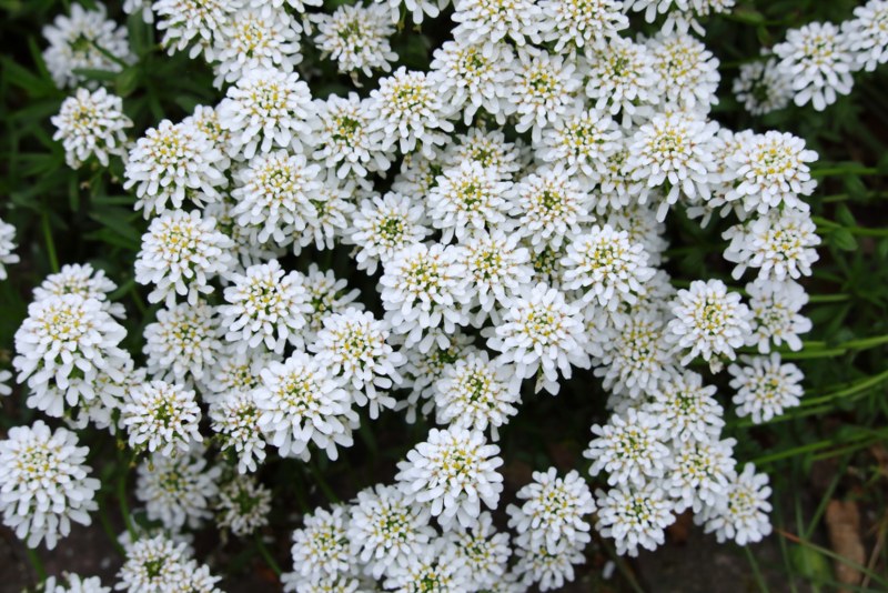 Evergreen-Candytuft