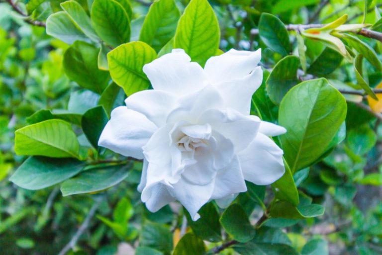 10 Different Types of Jasmine Plants (Photos) Garden Lovers Club