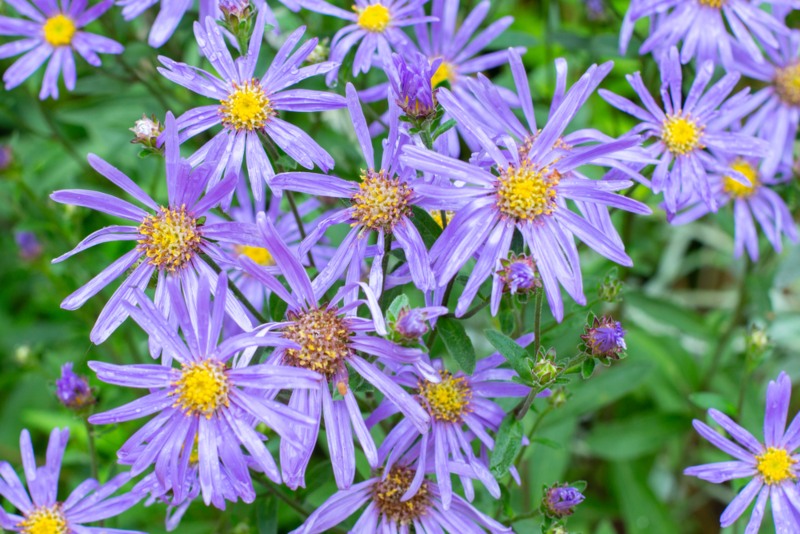 Grunder (Aster amellus)