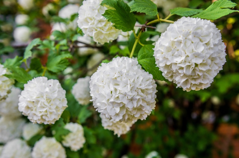 Guelder-rose (Viburnum-opulus)