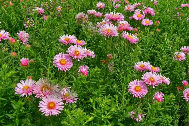 The Different Types of Aster (Photos) Garden Lovers Club
