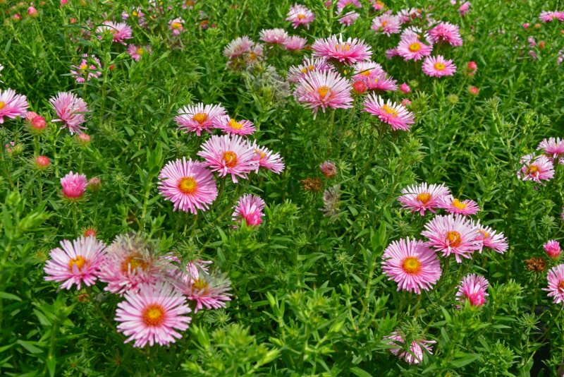 Harrington’s-Pink-(Aster novae-angliae)