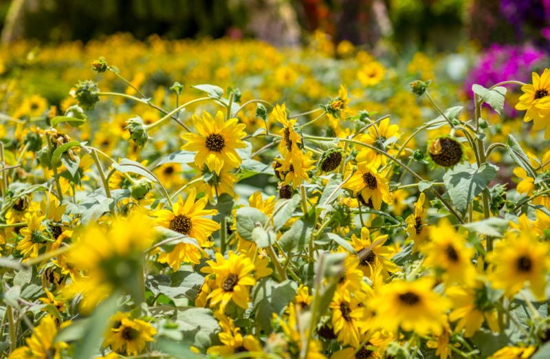 Heliopsis