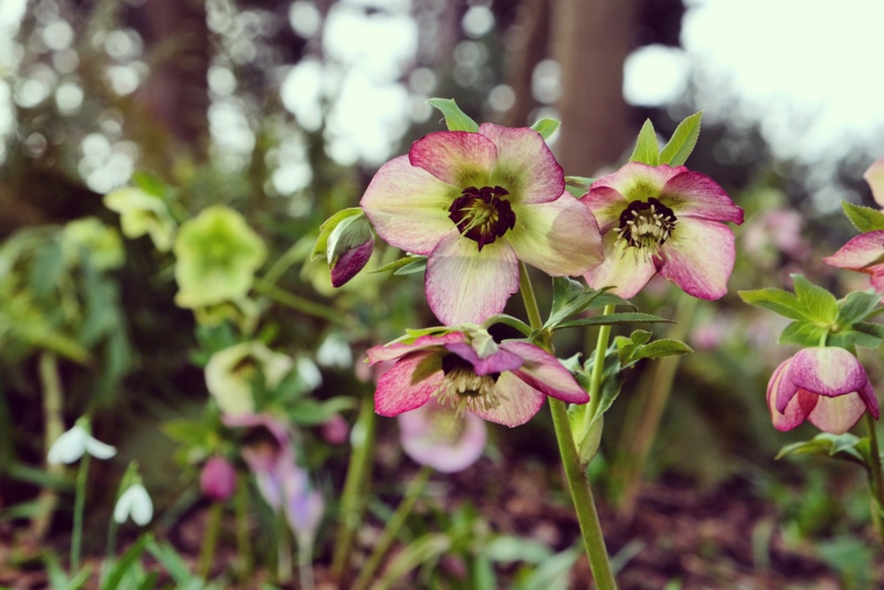 Helleborus-(Lenten-Rose)