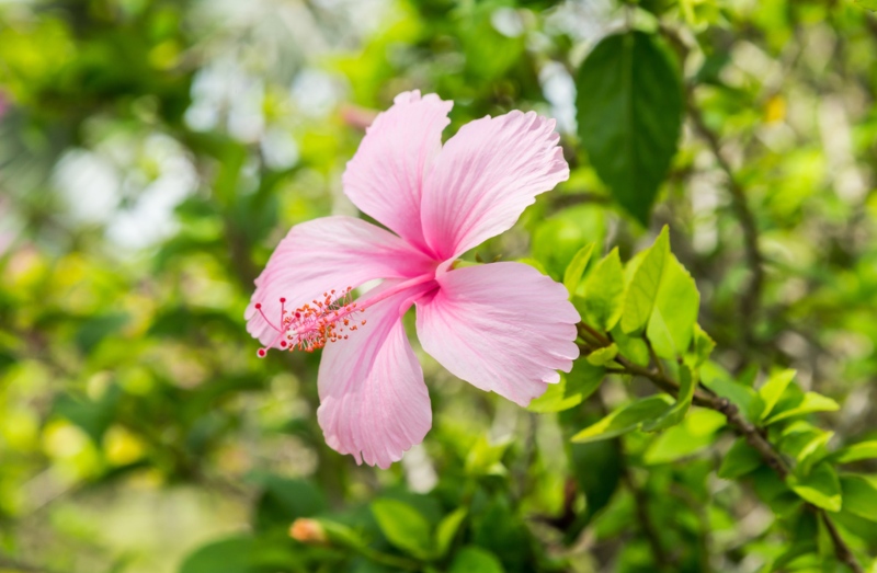 Hibiscus