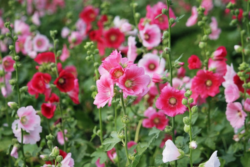 Hollyhocks