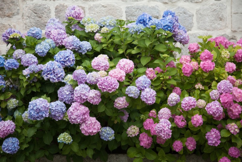 Hydrangea