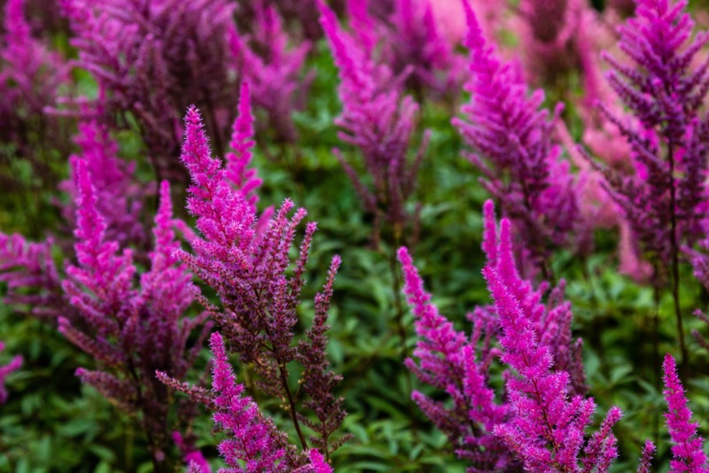 Japanese-Astilbe