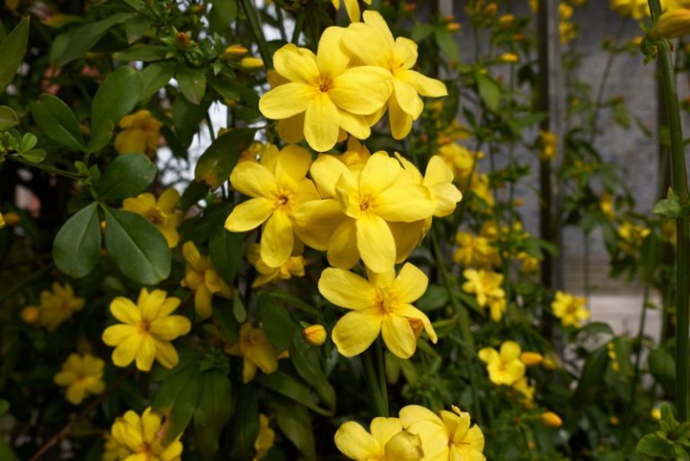 10 Different Types of Jasmine Plants (Photos) Garden Lovers Club