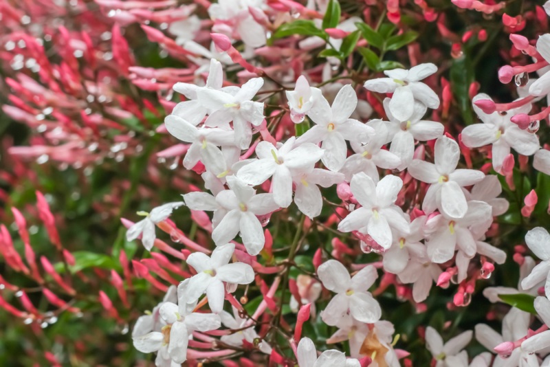 Jasminum-Polyanthum-(Pink-Jasmine)