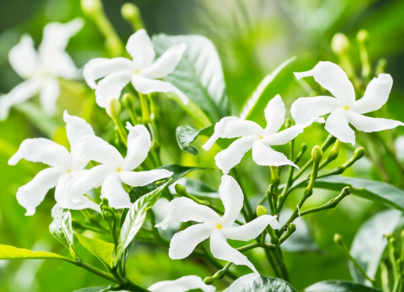 Jasminum-Sambac-(Arabian-Jasmine)