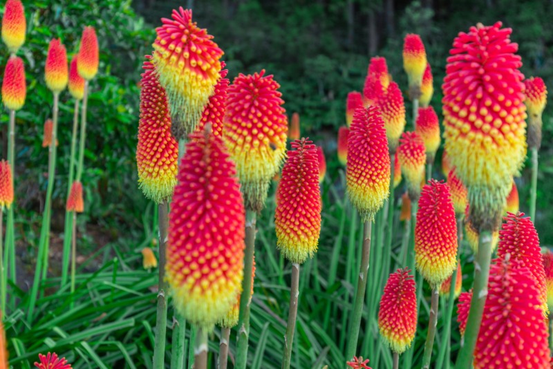 Kniphofia-(Red-Hot-Poker)