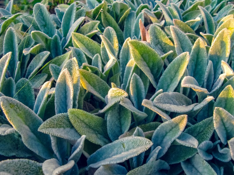 Lamb's-ear