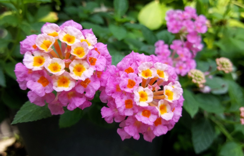 Lantana