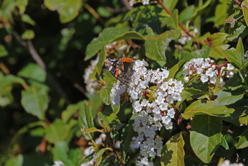 Larustinus-(Viburnum-tinus)