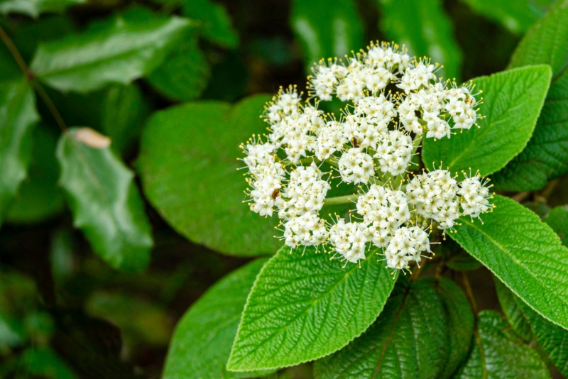 Leatherleaf-Viburnum-(Viburnum-rhytidophyllum)