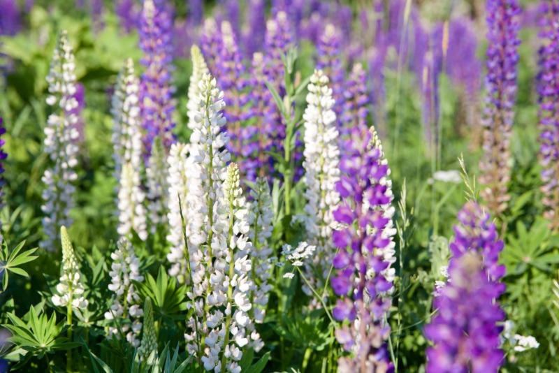 Lupins