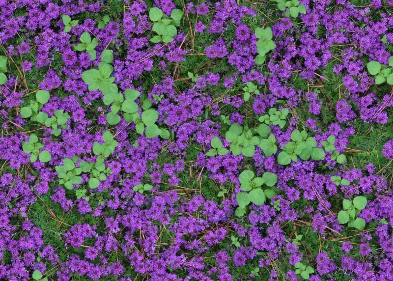 Moss-Verbena