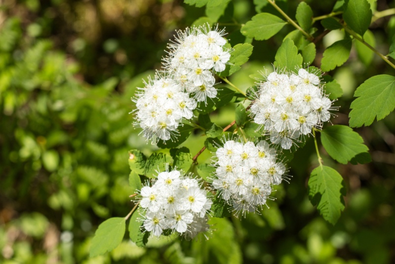 Nannyberry-(Viburnum-lentago)