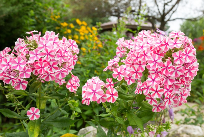 Phlox-'Candy-Twist'-(Garden-Phlox)