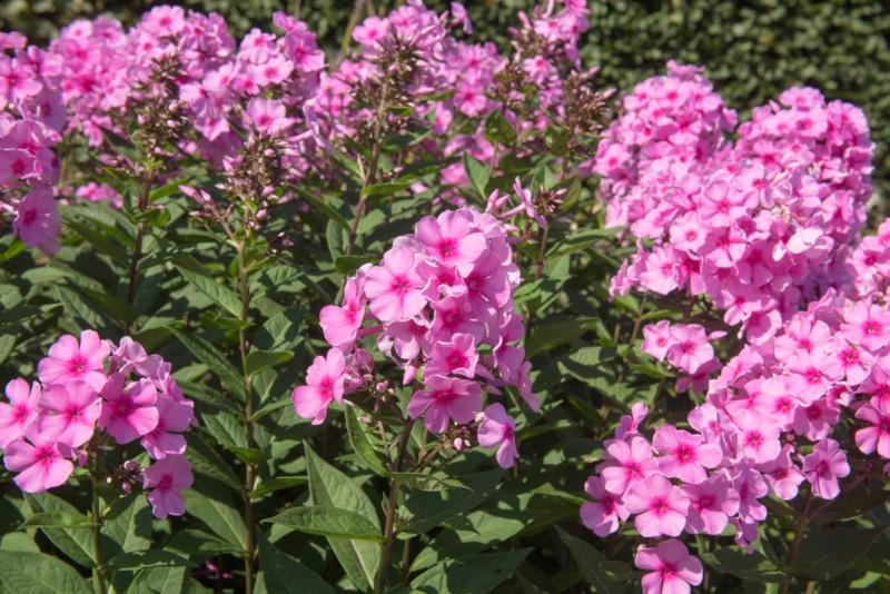 Phlox-'Eva-Cullum'-(Garden-Phlox)